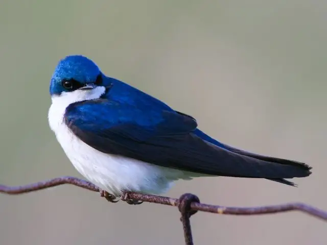 bird with blue back and white underbelly