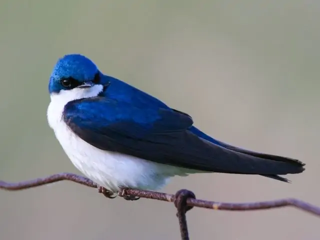 bird with blue back and white underbelly