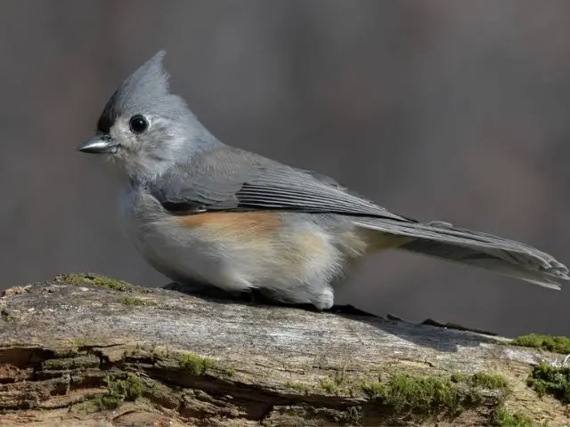 Tufted Titmouse on a dead branch