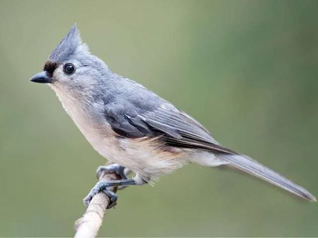 bird with grey and white feathers