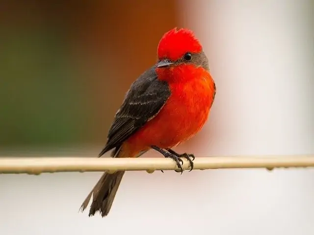 red colored songbird