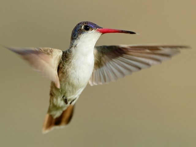 Violet Crowned Hummingbird