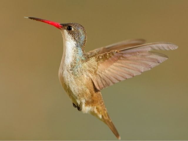 Violet Crowned Hummingbird