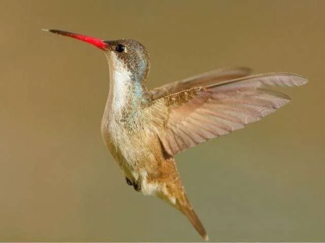 Violet Crowned Hummingbird