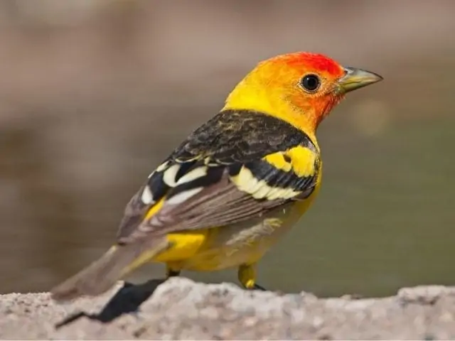 red and yellow bird