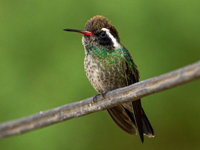 green hummingbird with white marks