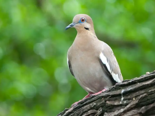 Dove with white wings