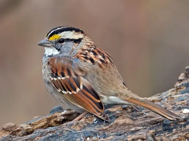 bird with brown feathers and white colored throat