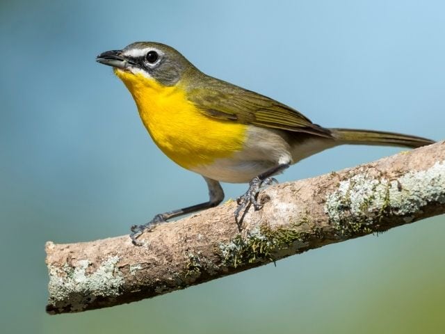 bird with yellow chest and gray feathers