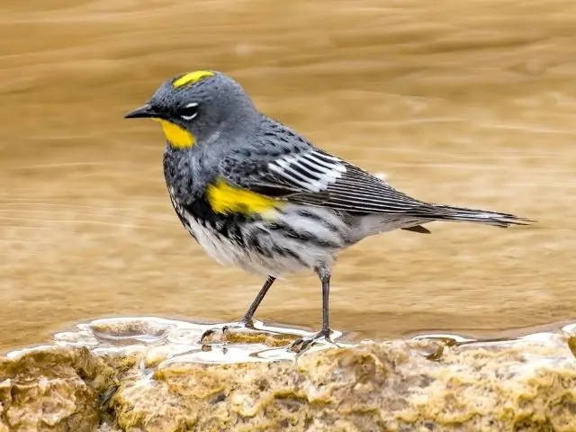 Yellow Rumped Warbler in yellowstone