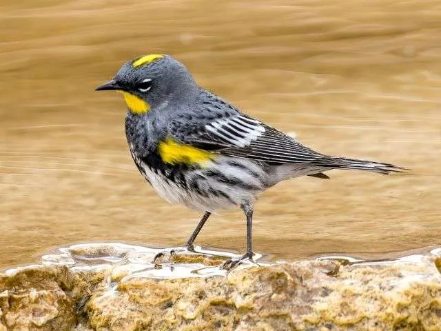 Yellow Rumped Warbler in yellowstone