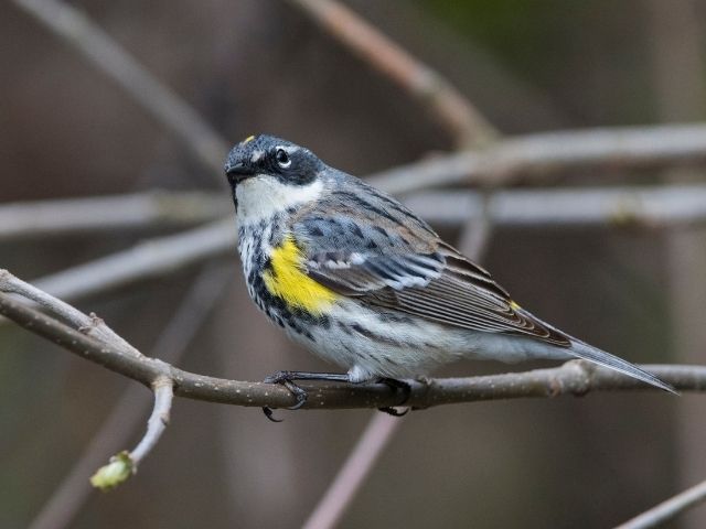 bird with brown feather and yellowish underbelly