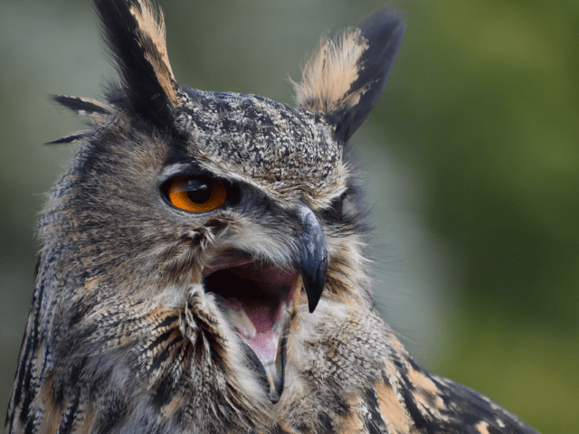 Long-eared owl hooting