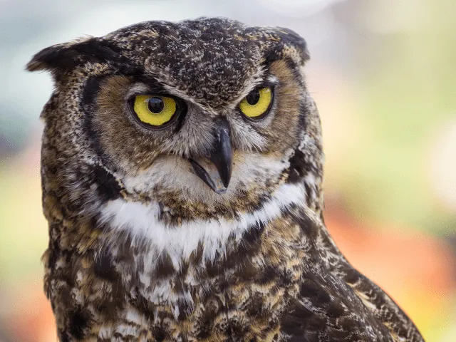 Great Horned Owl calling