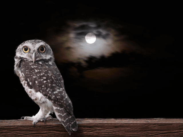 owl on a full moon