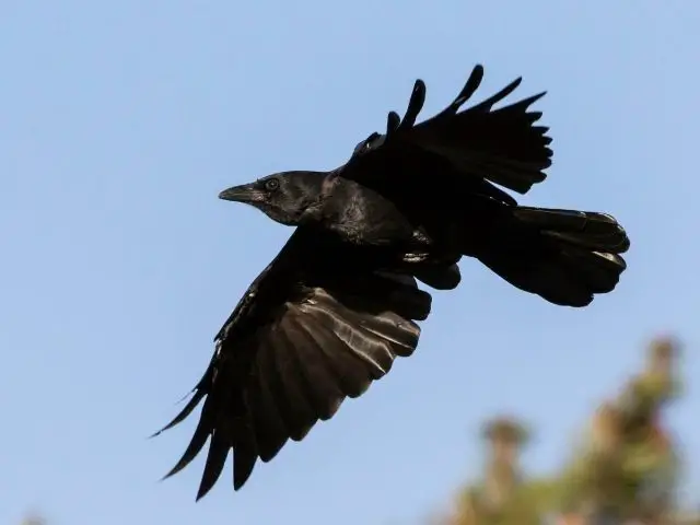 American Crow flying