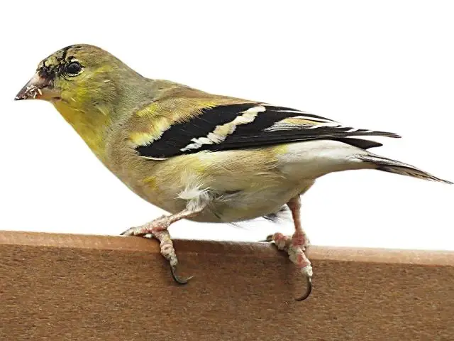 Goldfinch with black wings and yellow body