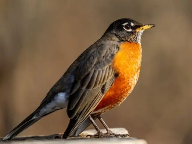 bird with orange underpart