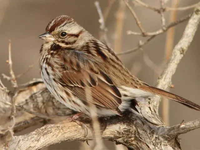 American Tree Sparrow in the middle of branches