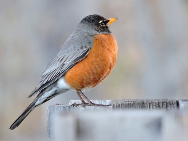 Robin with gray wings and orange body
