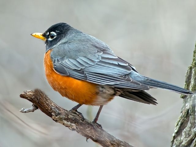Gray bird with orange underpart