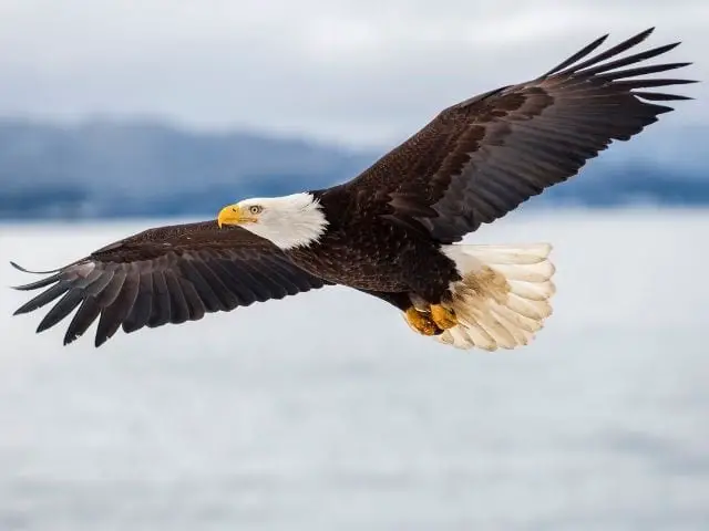 Eagle with large wings and white head