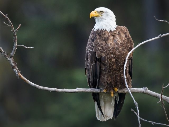 Bald Eagle looking for food