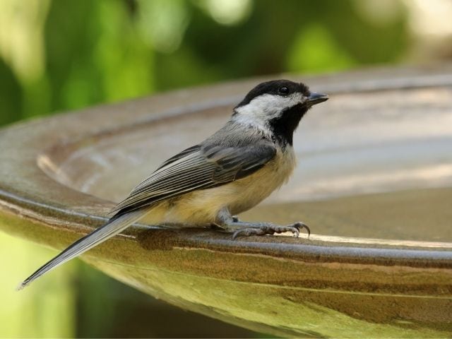 Chickadee on a water feeder