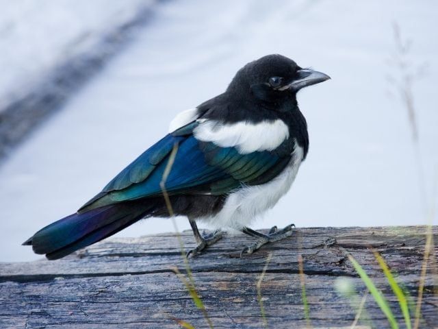 blue and black bird