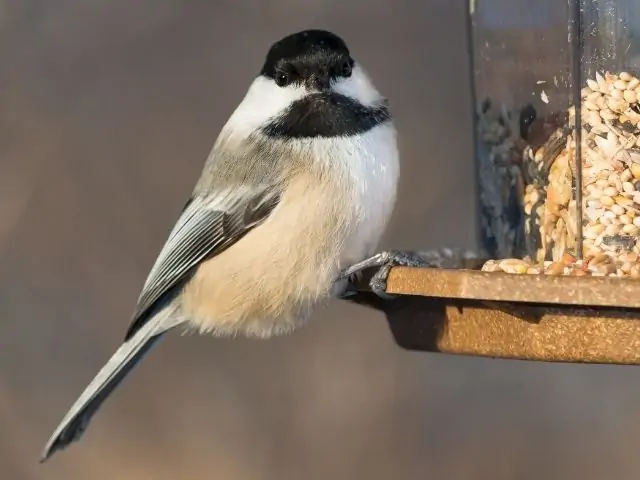 Black-capped Chickadee on a suet