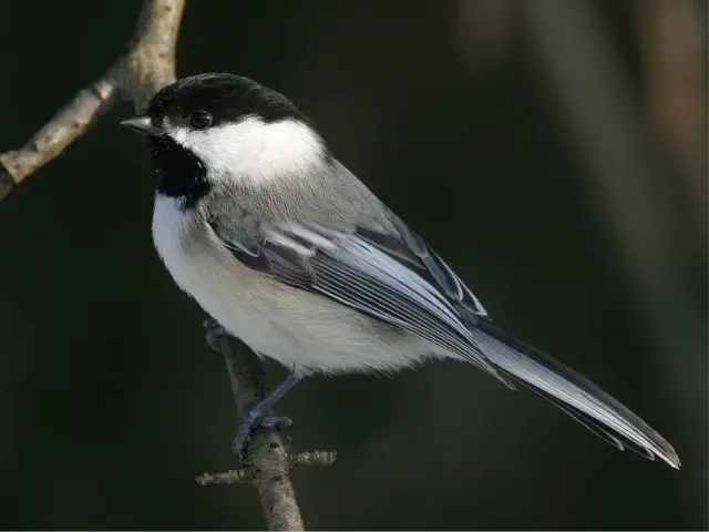 Chickadee with black crown and white face