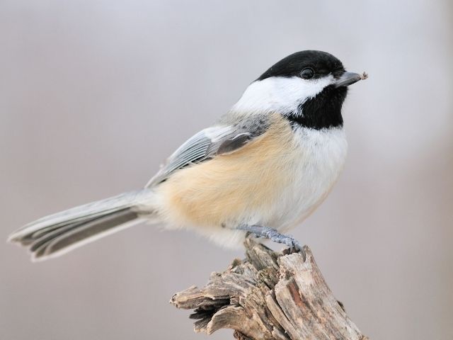 white and gray chickadee