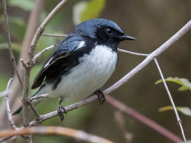 blue and black bird with white underpart