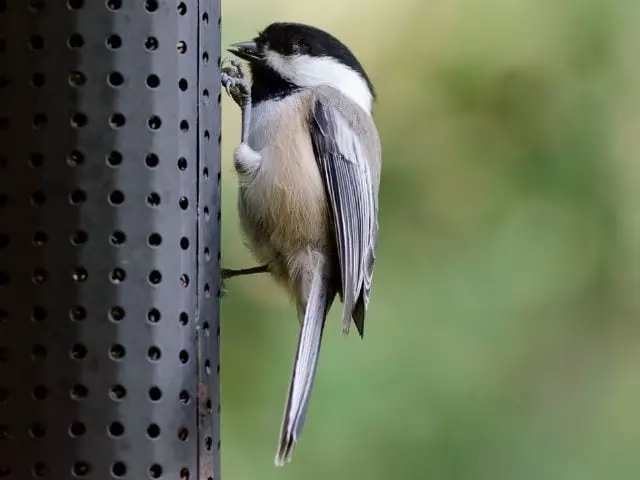 Chickadee with black and white head
