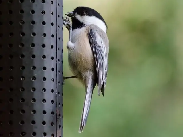 Chickadee with black and white head