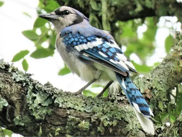 Blue Jay looking for food