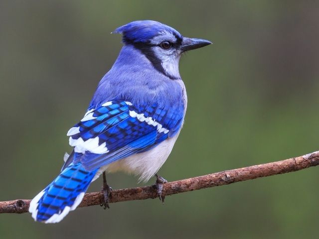 Blue Jay facing back