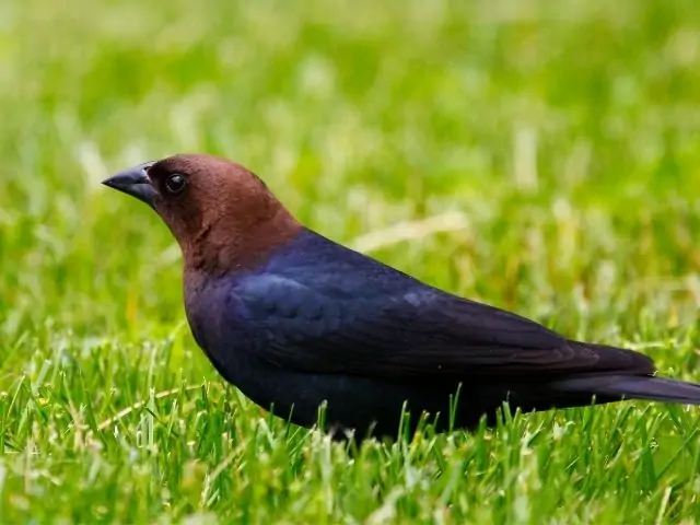 Brown-Headed Cowbird on grassfield