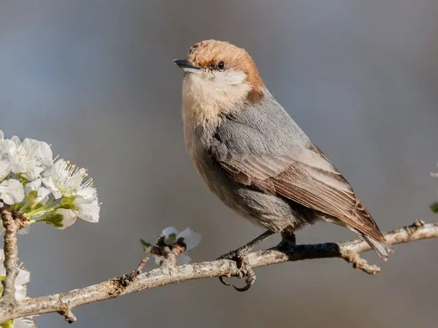 Brown-Headed Nuthatch on a tree branch with flower