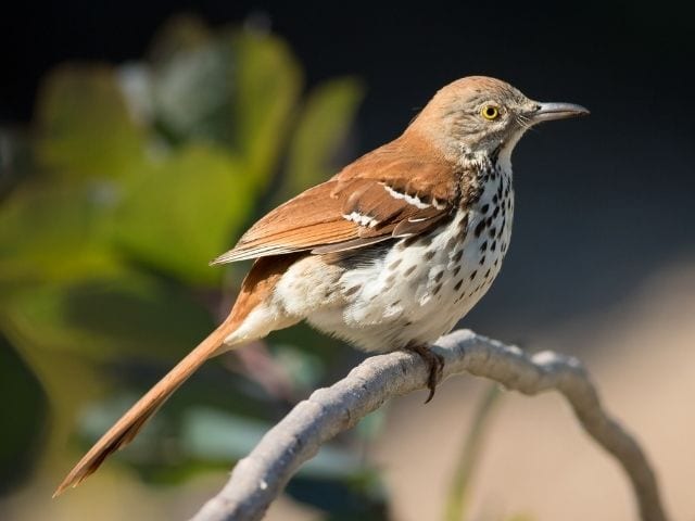 Brown Thrasher looking for food