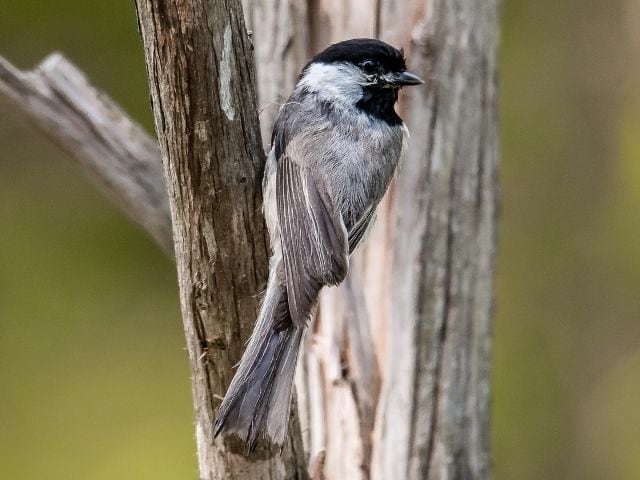 Carolina Chickadee at a tree branch looking for food