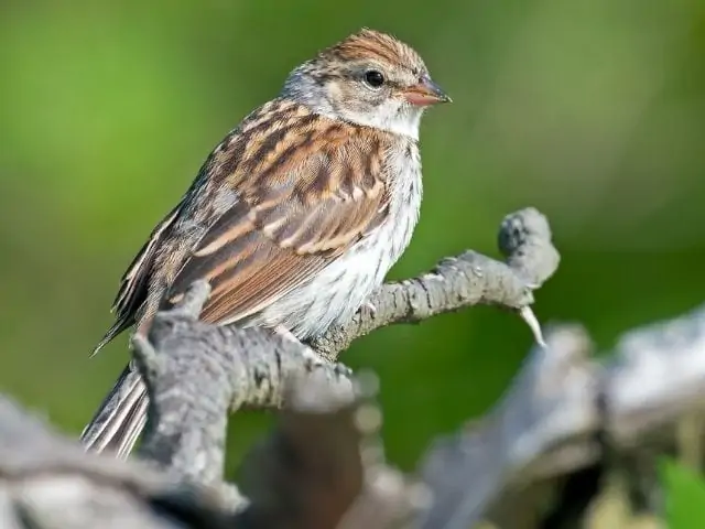 Brown sparrow