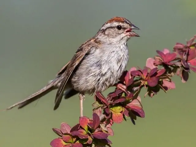 Sparrow on a tree branch