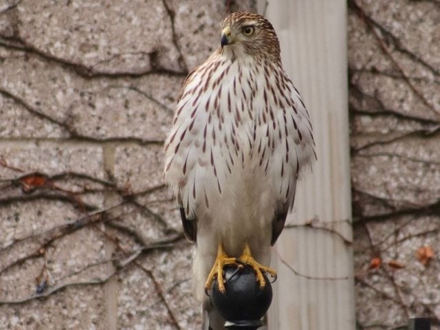 Cooper’s Hawk keeping watch