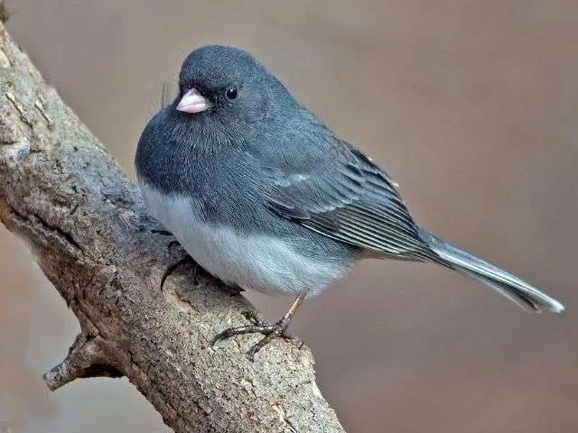 Dark-eyed Junco on a branch