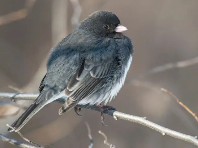 black bird with dark eye