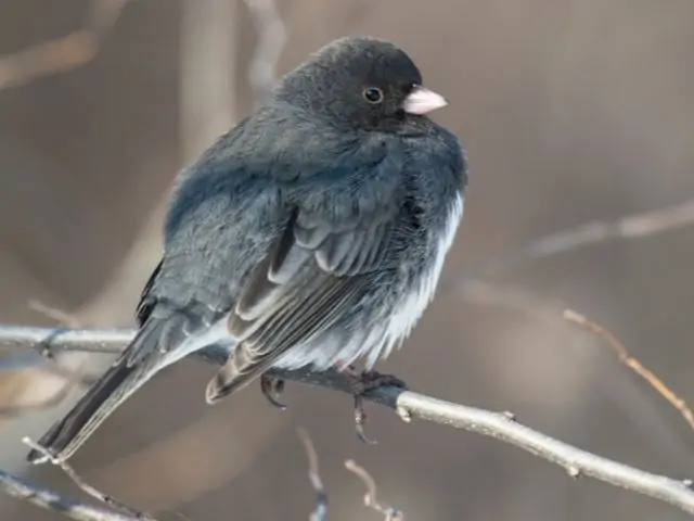 black bird with dark eye