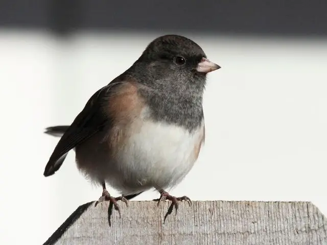 bird with black breast and white belly