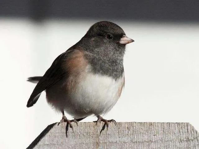 bird with black breast and white belly