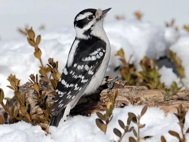 female downy woodpecker